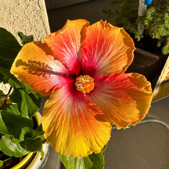 Howdy! - Picture 1 of 7